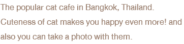 The popular cat cafe in Bangkok, Thailand. Cuteness of cat makes you happy even more! and also you can take a photo with them.